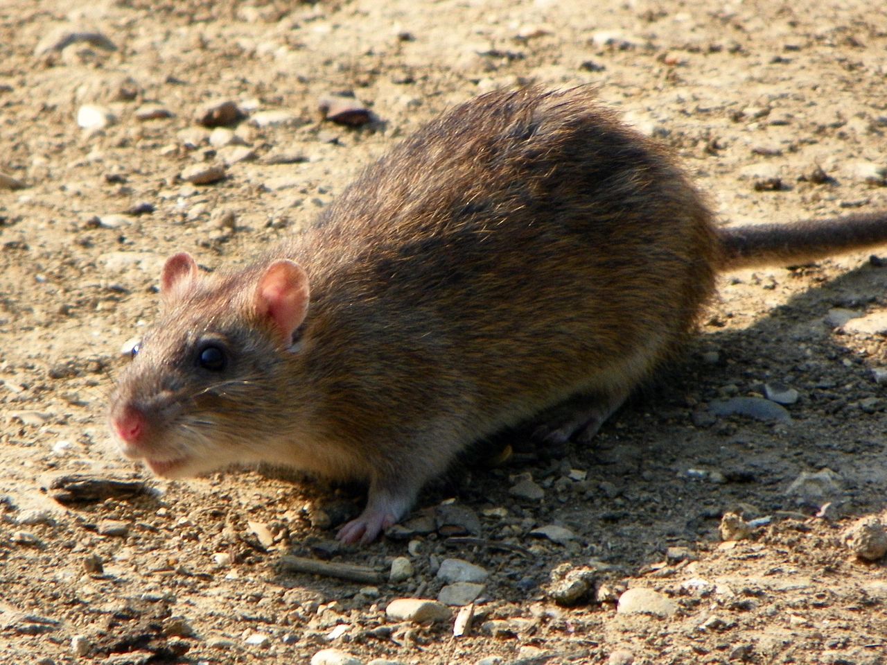 1280px-Rattus_norvegicus_-Fairlands_Valley_Park,_Stevenage,_England-8
